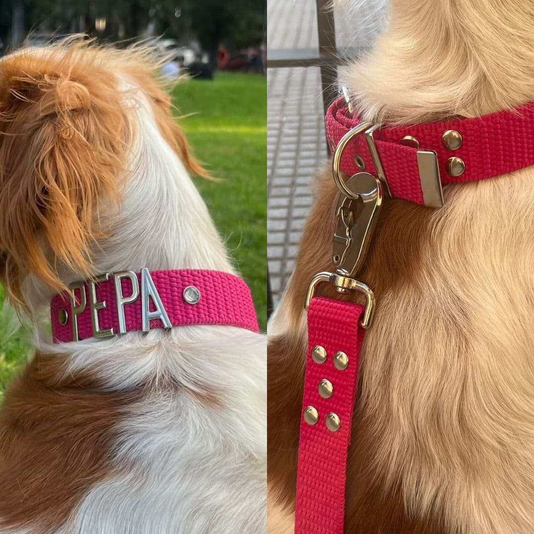 Collar personalizado super reforzado + Correa